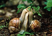 Snails (apple snail), mating