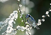 Blue tit on blackthorn (Parus caeruleus)