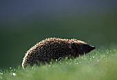 Hedgehog, western hedgehog (Erinaceus europaeus)