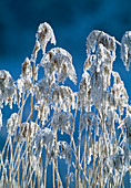 Reed with hoarfrost