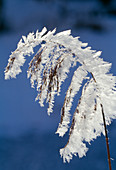 Reed with hoarfrost