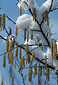 Corylus avellana (Haselnuß-Strauch) mit Schnee im Frühling