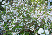 Deutzia gracilis (mayflower bouquet), flowering in May-June