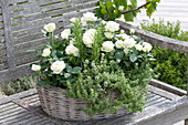 Basket of white Rosa, Thymus citriodorus