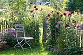 Kleiner Garten mit Dahlia (Dahlien), Cleome spinosa (Spinnenpflanzen)