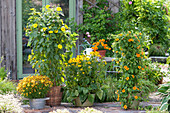 Gelbe Terrasse am Gartenhaus : Helianthus decapetalus
