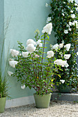 Hydrangea paniculata 'vanilla fraise' on gravel terrace