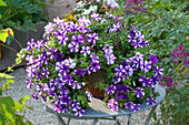 Petunia Bonnie 'Purple Star' (Petunie) auf Tisch