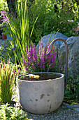 Lythrum salicaria (Blutweiderich) und Gräser