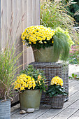 Chrysanthemum indicum (Herbstchrysanthemen)