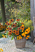 Rudbeckia hirta (Sonnenhut), Tagetes tenuifolia (Gewuerztagetes)