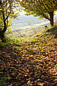 Autumn forest road with autumn leaves