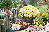 Herbstliches Stillleben auf Gartentisch : Chrysanthemum indicum