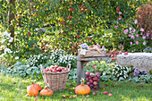 Apfelernte im Garten