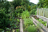 Vegetable garden with herbs and vegetables