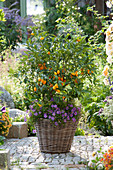 Fortunella japonica (Kumquat) und Brachyscome 'Brasco Violet'