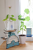 Geranium in jug on kitchen scales and in small enamel bucket