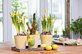 Arrangement of Narcissus and dyed Easter eggs on table