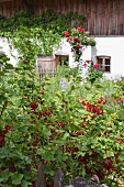 Reife rote Johannisbeeren in Bauerngarten