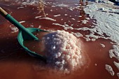 Meersalzgewinnung: die Fleur de Sel Schicht mit Kunststoffschaufel abschöffen, Camargue, Frankreich