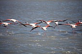 Flamingos in the shallow saline lagoons of the Camargue region in France