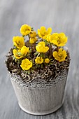 Pot of flowering winter aconites (Eranthis hyemalis)