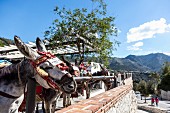 A donkey in Mijas Pueblo in Andalusia (Spain)