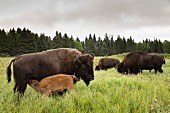 Bison calves suckling in the Mountain National Park, Canada