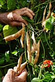 Kidney-shaped Scarlet Runner beans (Phaseolus coccineus) being harvested