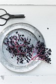 Clusters of elderberries on a pewter plate with a pair of scissors next to it