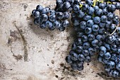 Bunch of ripe wet red grapes over old texture metal background