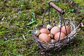 Chicken eggs and quail eggs in a wire basket