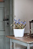 Arrangement of grape hyacinths and twigs