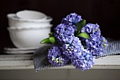 Blue hyacinths on checked cloth and crockery on shelf