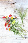 Zinnien und Rutenhirse auf Holztisch