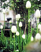 weiße Tulpen im Garten