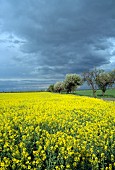 Blühendes Rapsfeld an der Landstraße mit Obstbäumen