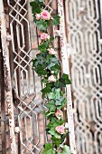 Romantic garland of ivy and pink roses on vintage lattice