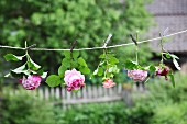 Hortensien und Rosen hängen kopfüber an einer Schnur im Garten