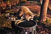 A racoon on top of a bin in the city, Canada