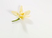 Vanilla blossom on a white background