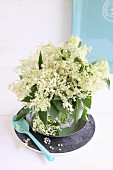 Fresh elder flowers and leaves in drinking glass in front of turquoise tray