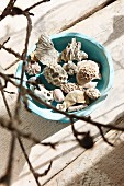 Pieces of coral and seashells in pale blue ceramic bowl on rustic piece of driftwood