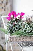 Pink and white Cyclamen and juniper sprigs on wicker tray