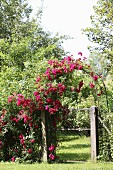 Mit pinken Rosen bewachsener Bogen über der Gartentür