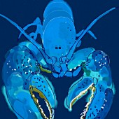 Close up of blue lobster