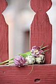 Quail eggs and snake's head fritillaries on red picket fence