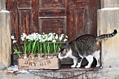Katze riecht an mit Schneeglöckchen bepflanzter Kiste