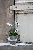 Delicate paper snowdrops and moss in mug