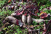 Forono beetroots in a field, partially eaten by deer